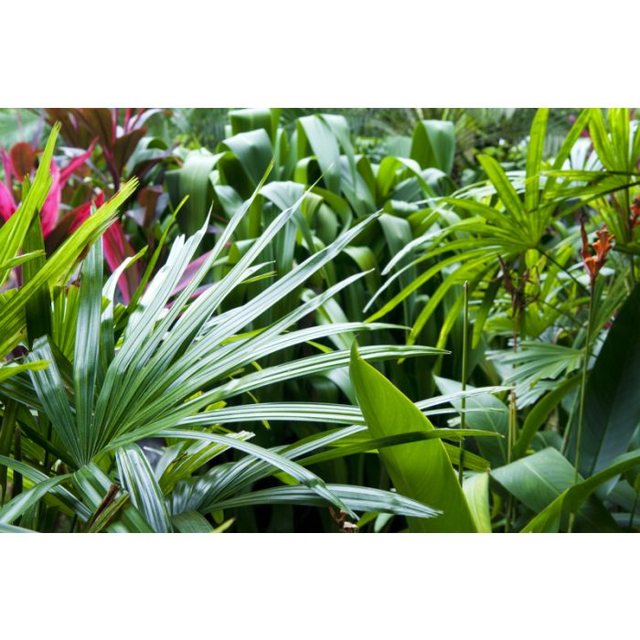 Palm Grass & Tropical Rain Simmering Granules