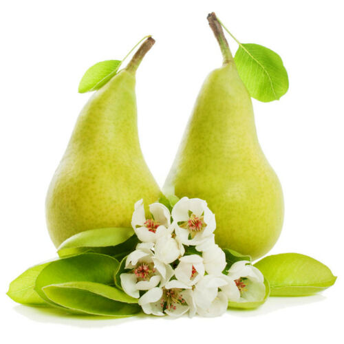 Car Freshener Starter Kit Pear Free